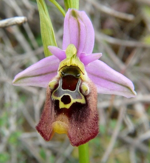 Ophrys cretica, Ophrys episcopalis  Creta aprile 2016